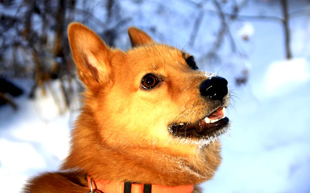 Yellow dog
