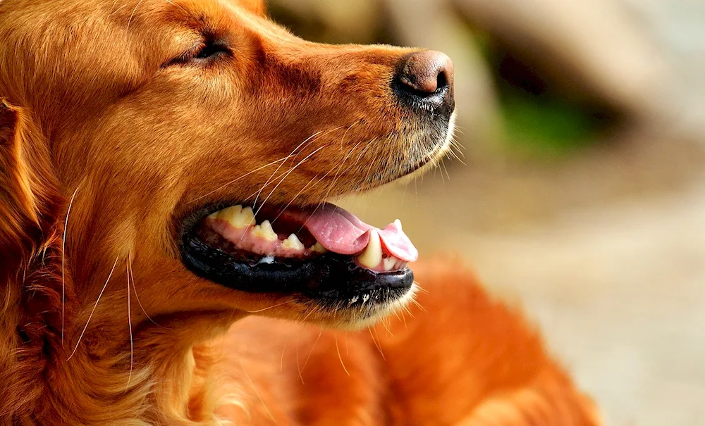 Yellow dog