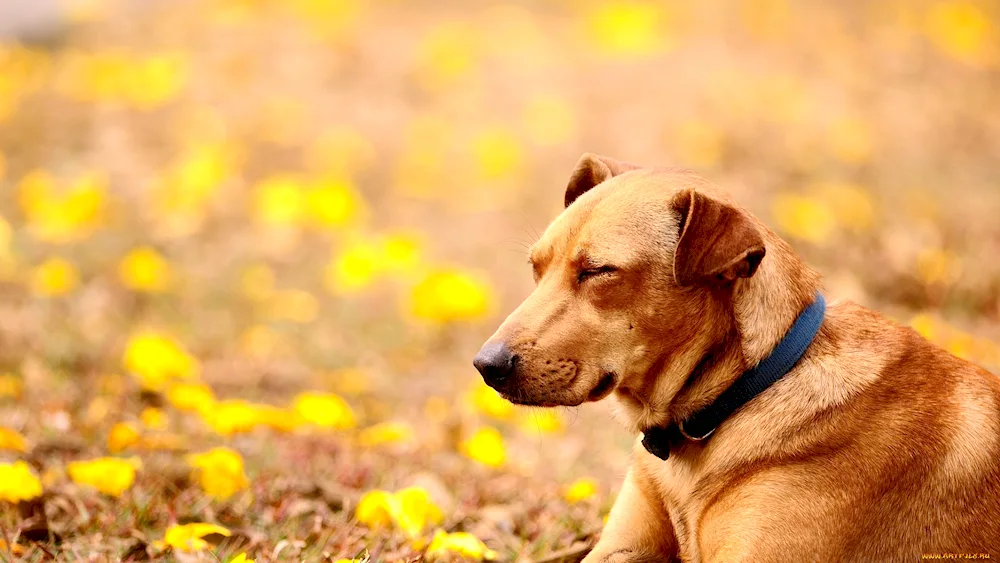 Labrador retriever