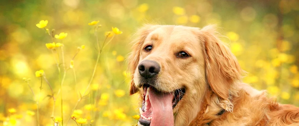 Golden poodle