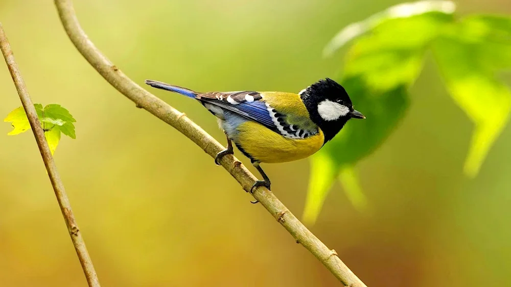 Lazorbill tit