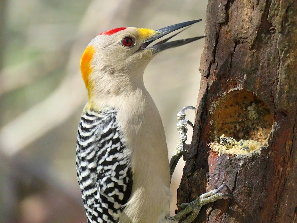 Yellow-bellied Woodpecker