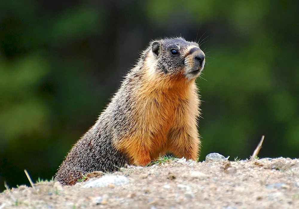 Alpine marmot Marmot