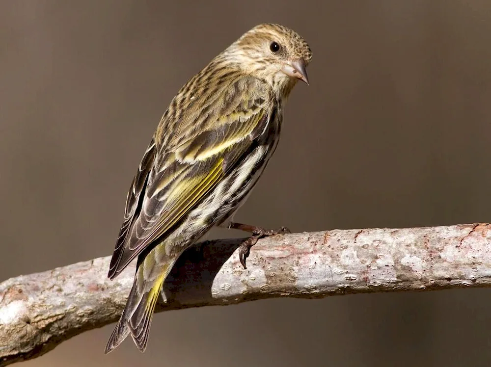 Spinus Spinus Siskin