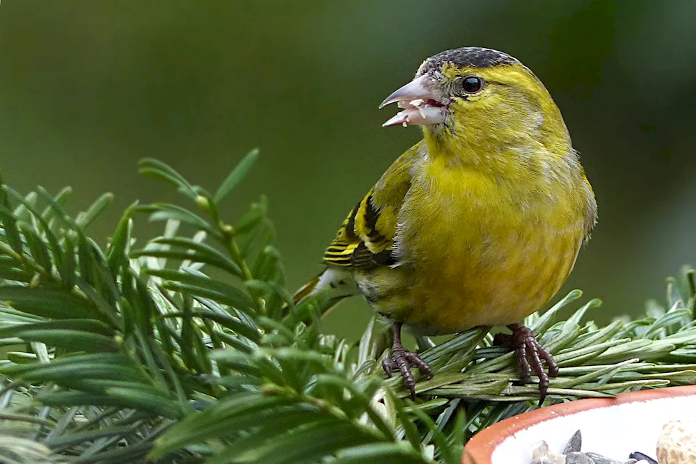 Spinus Spinus Siskin