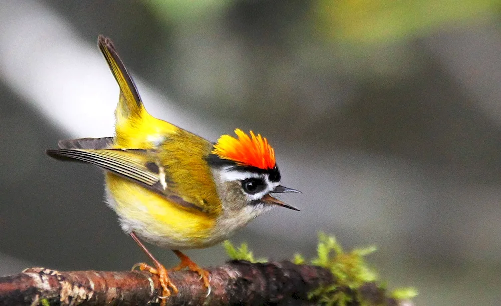 Yellow-headed kingfisher