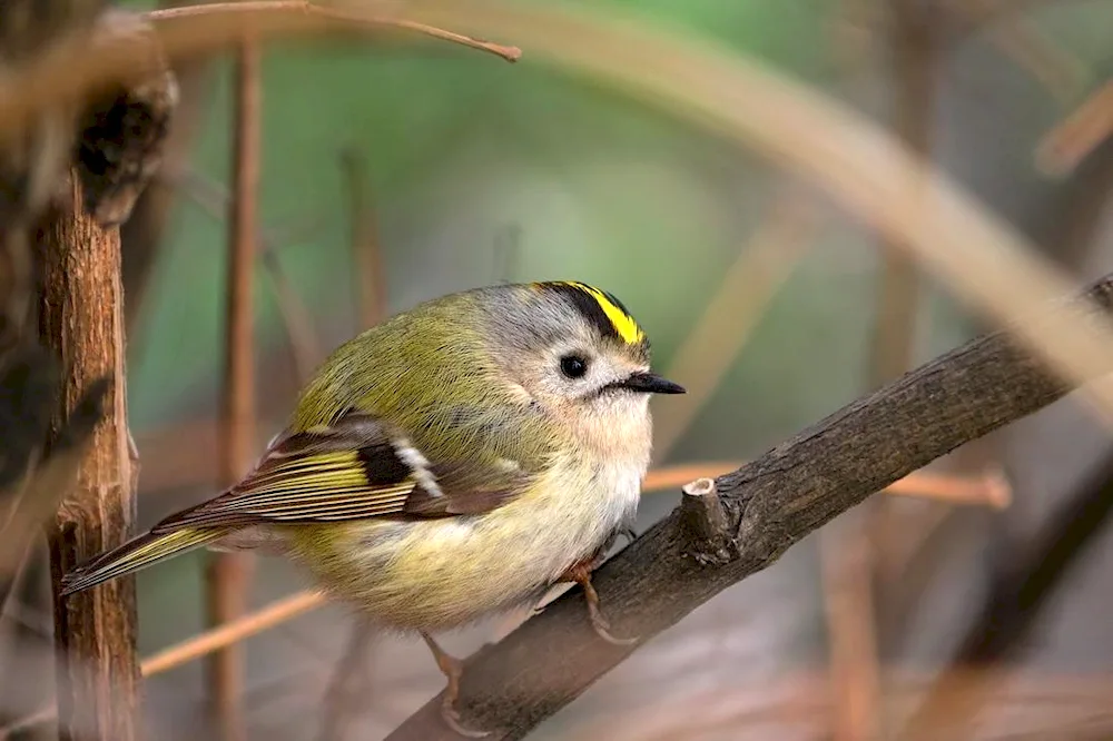 Birds of the Leningrad Oblast