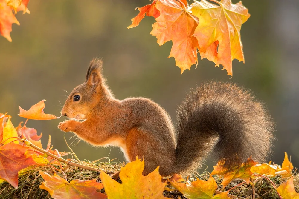 Yellow-throated squirrel