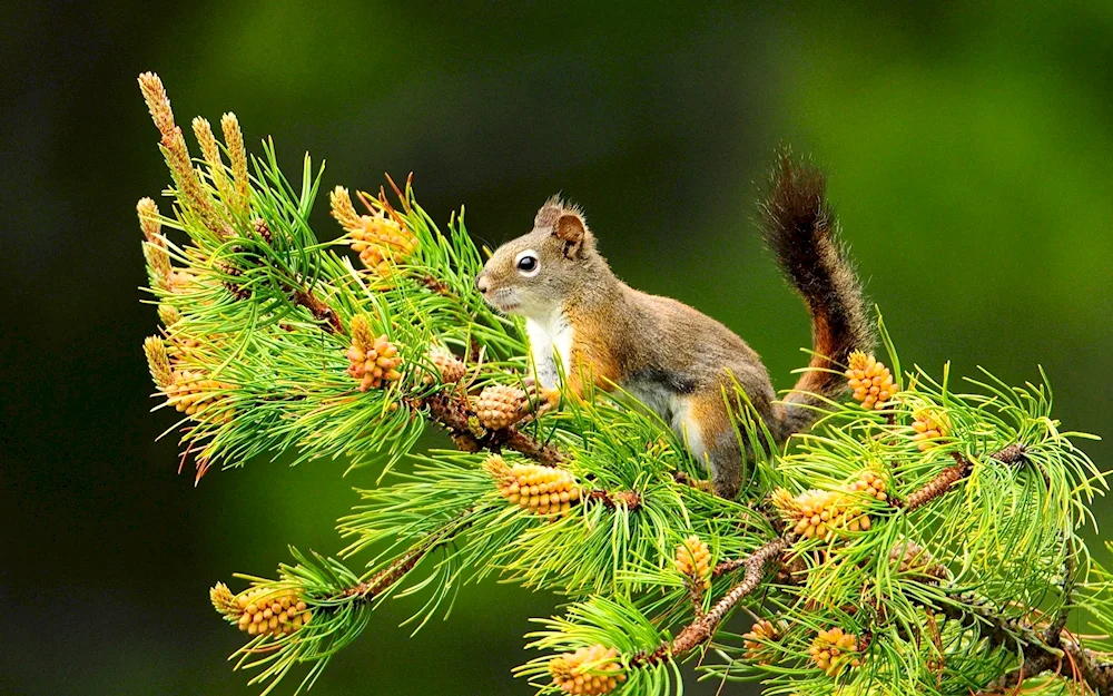 Yellow-necked squirrel