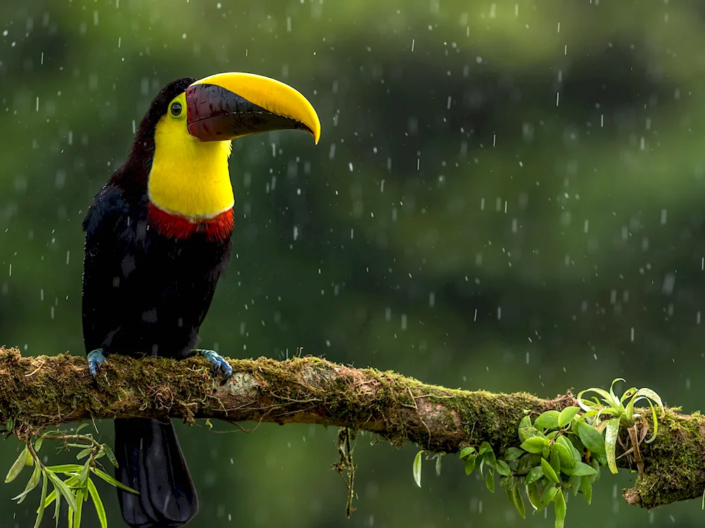 Yellow-billed Toucan