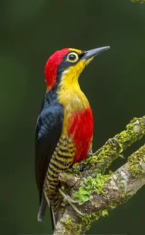 Yellow-breasted Woodpecker