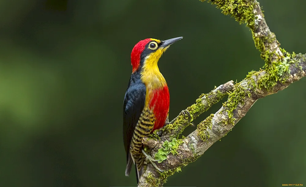 Yellow-breasted Woodpecker