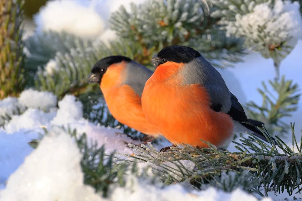 Winter photo birds in winter beautiful pictures