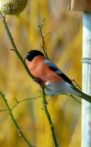 Yellow-breasted Bullfinch