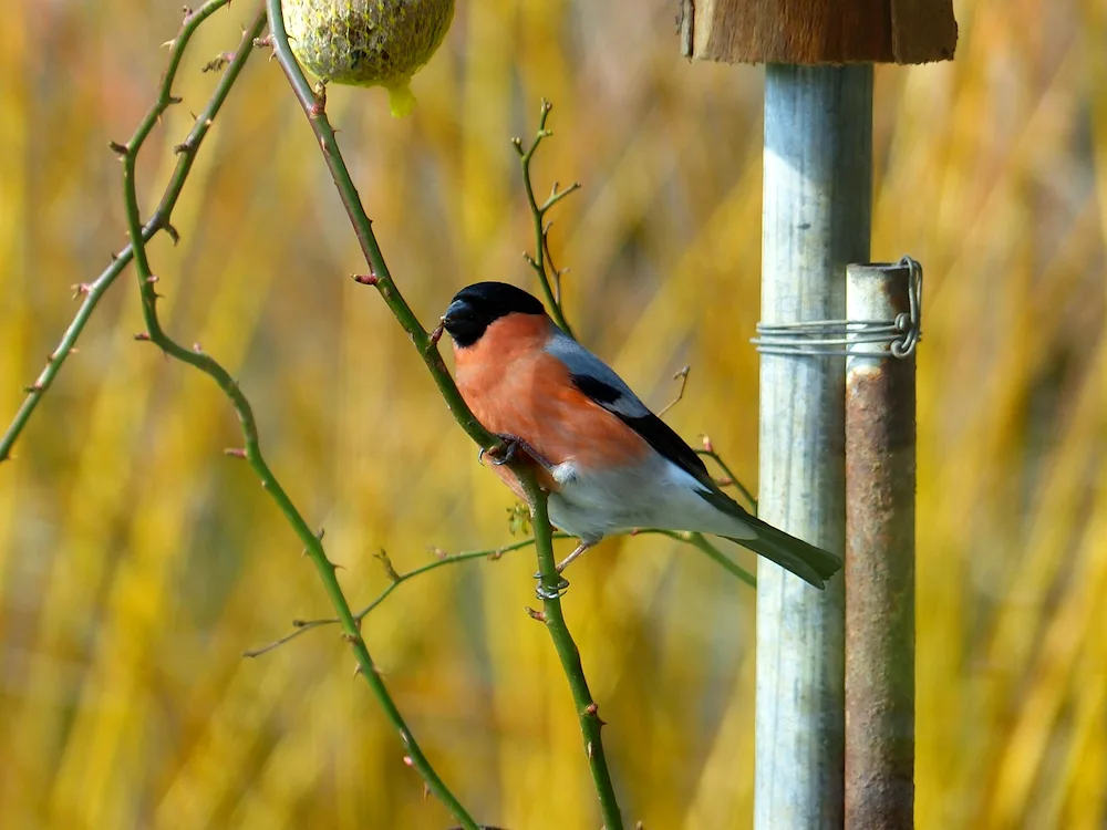 Yellow-breasted Bullfinch