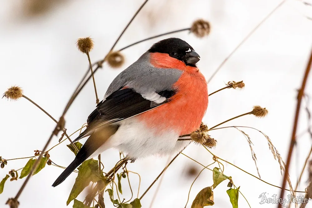 Bullfinches