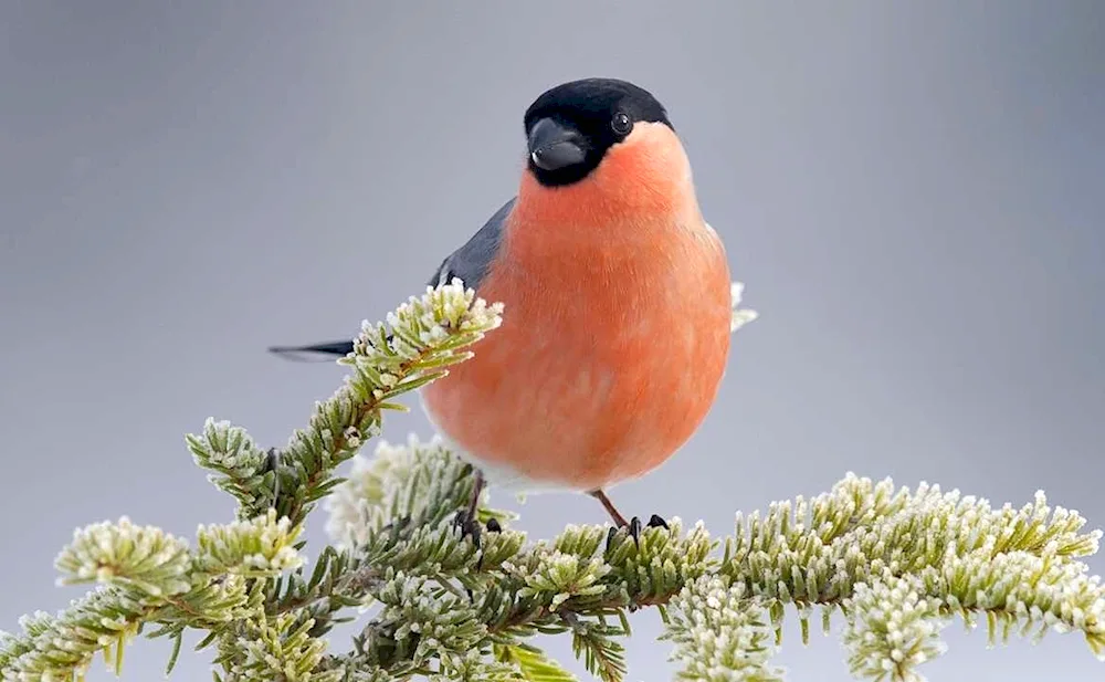 Red-breasted Bullfinch