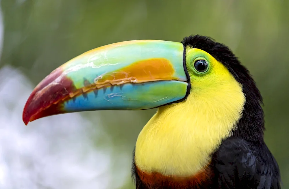 Yellow-billed toucan