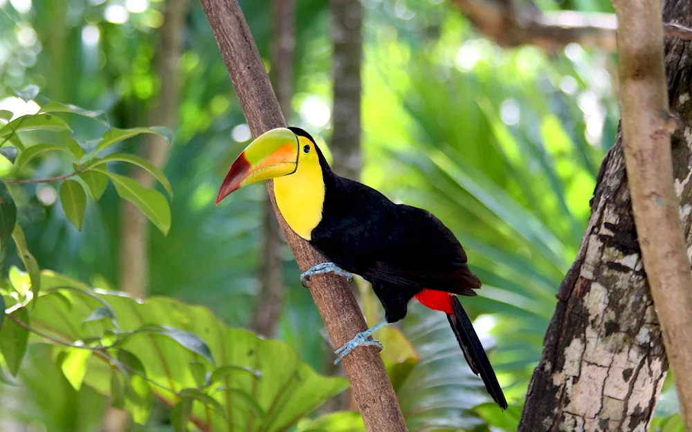 Yellow-billed Toucan