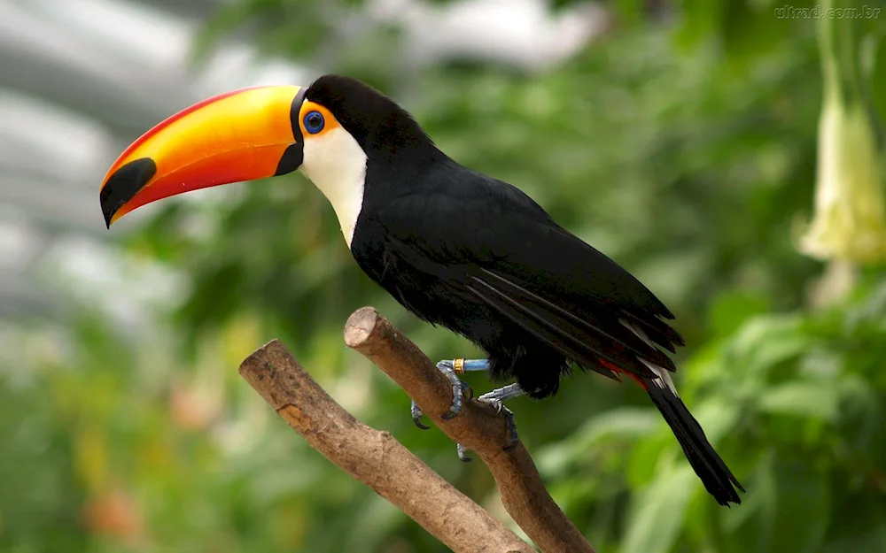 Toucan of the South American countryside