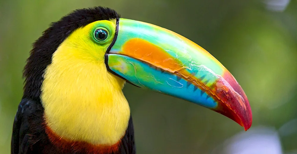 Yellow-billed. Toucan