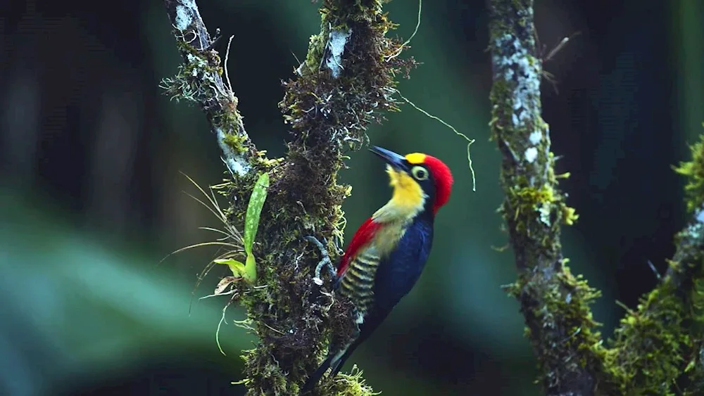 Yellow-bellied Woodpecker