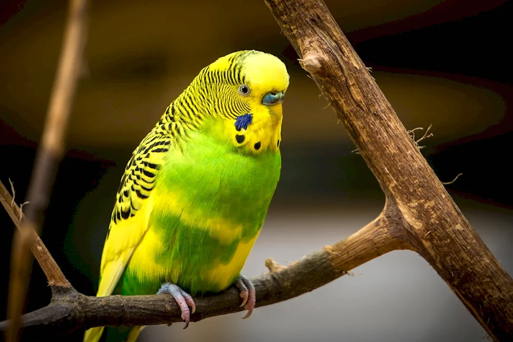 Yellow-faced Waved Parrot