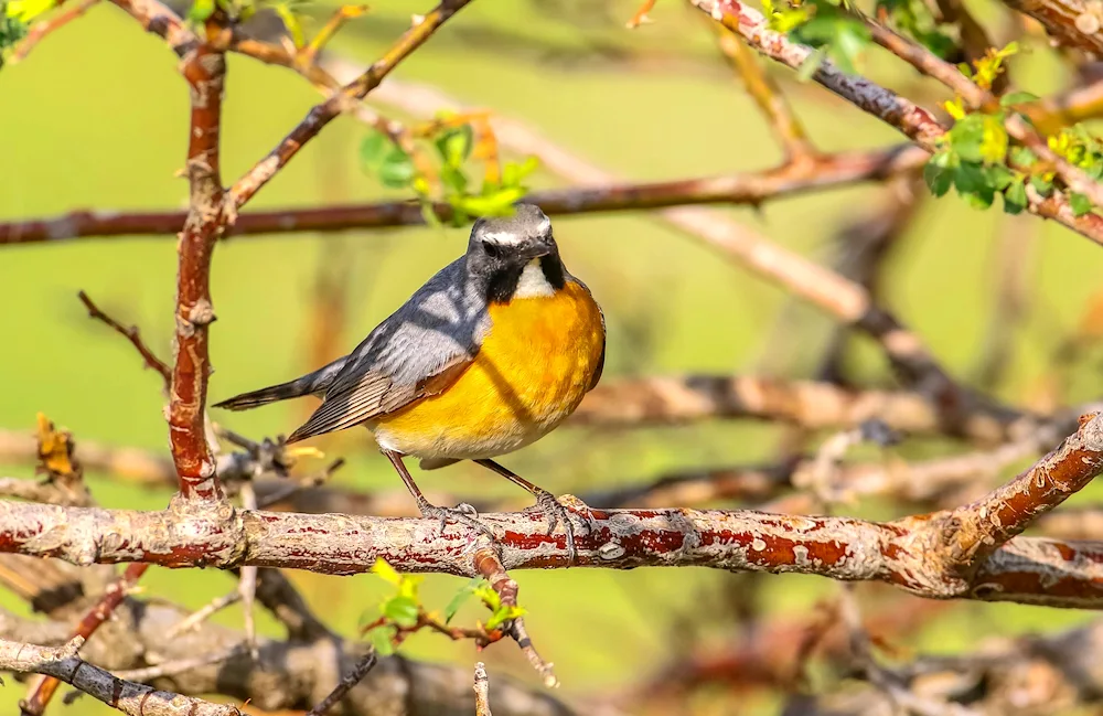 Industrial birds