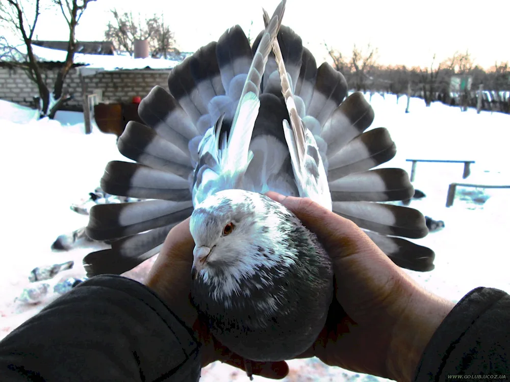 High-flying wingless pigeons