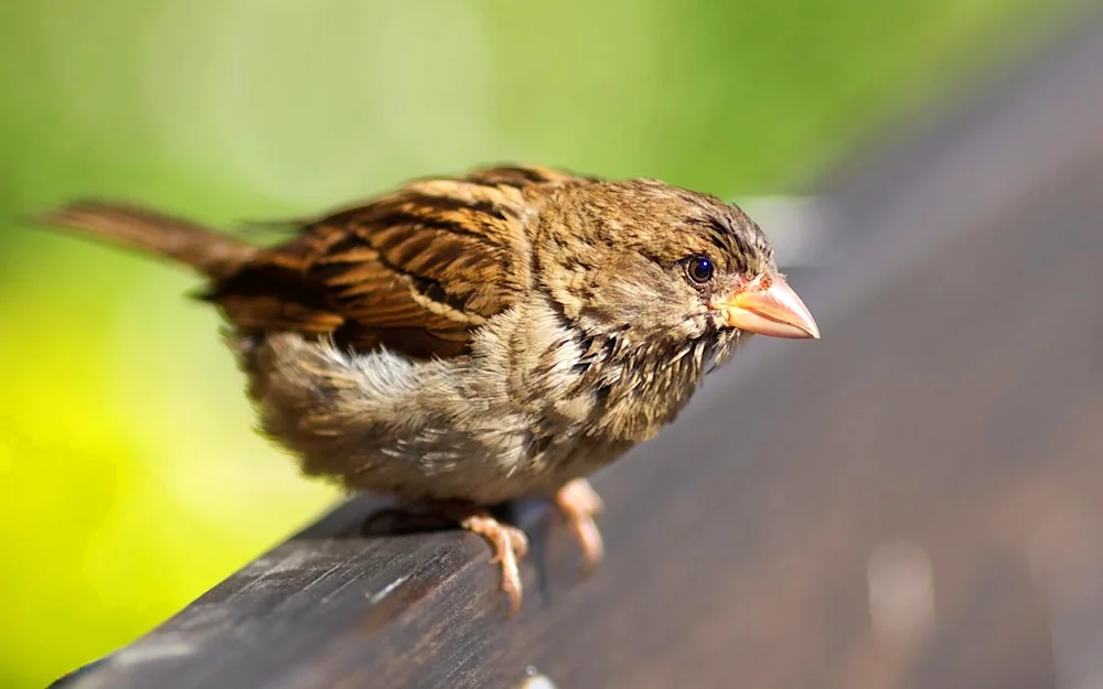 Spring Sparrows