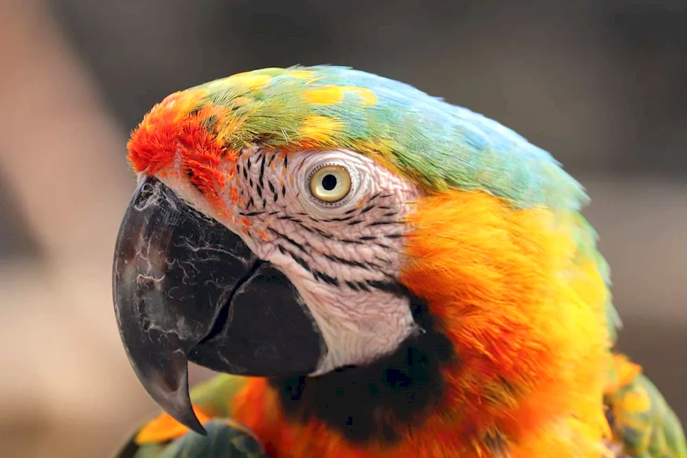 Parrot Cockatoo