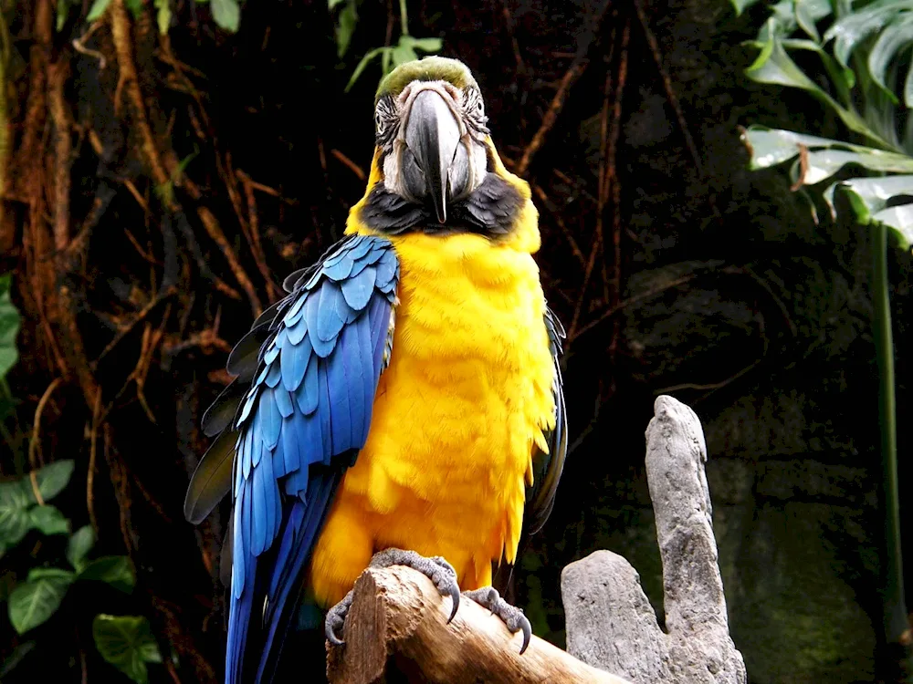 Yellow-blue Cockatoo Parrot