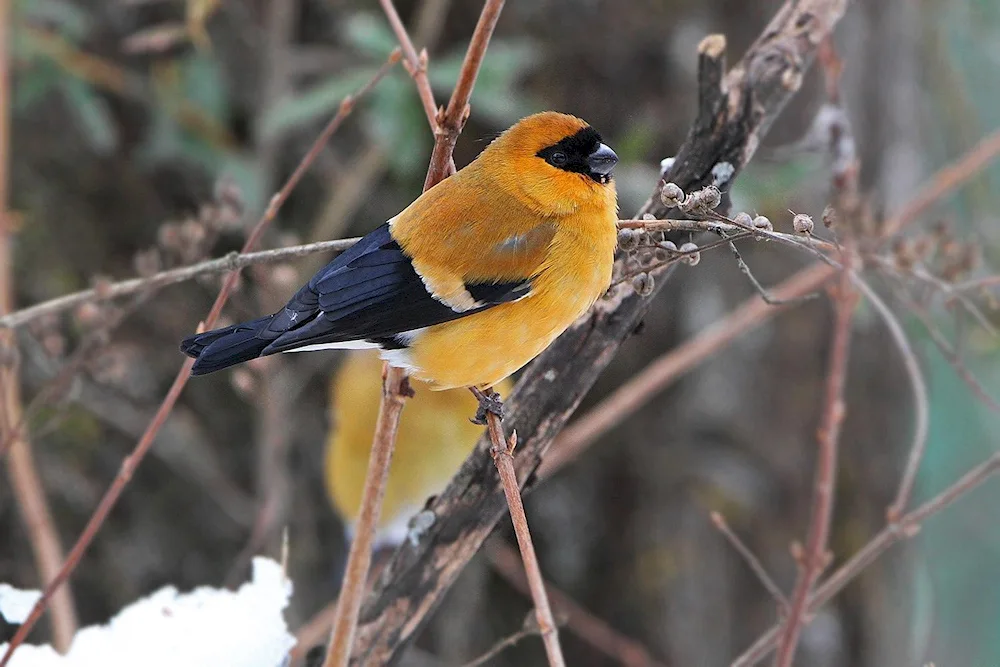 Yellow-breasted Bullfinch