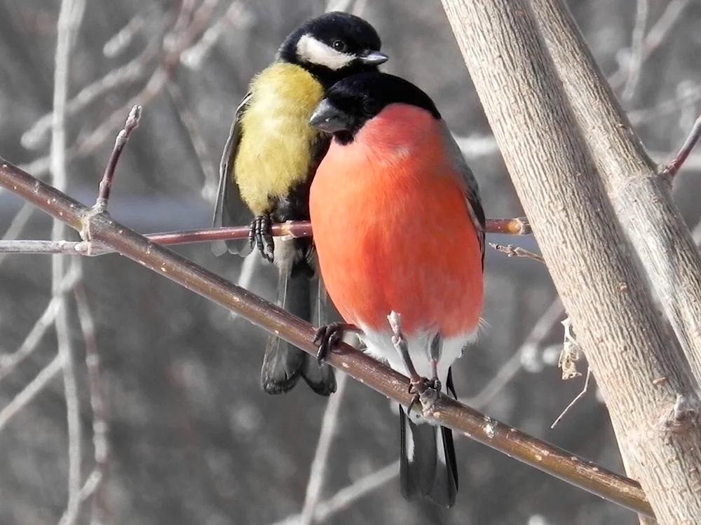 Peasant bird