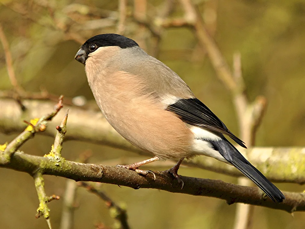 Red-breasted Bullfinch