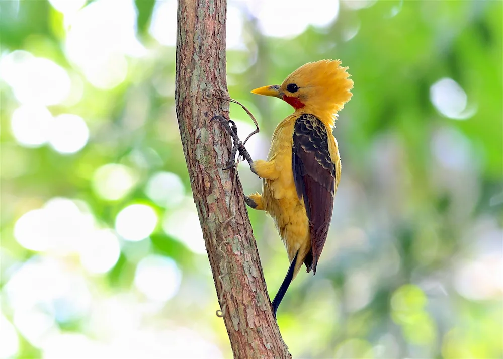 Yellow Fronted Kingpecker