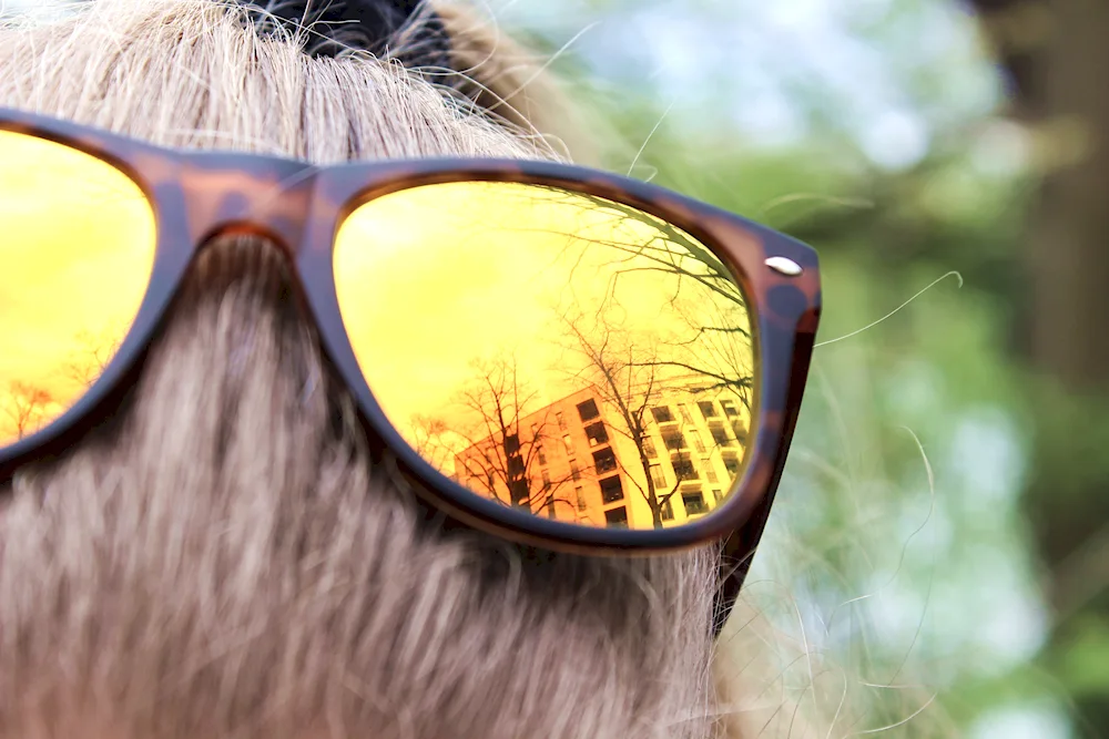 Sun in sunglasses