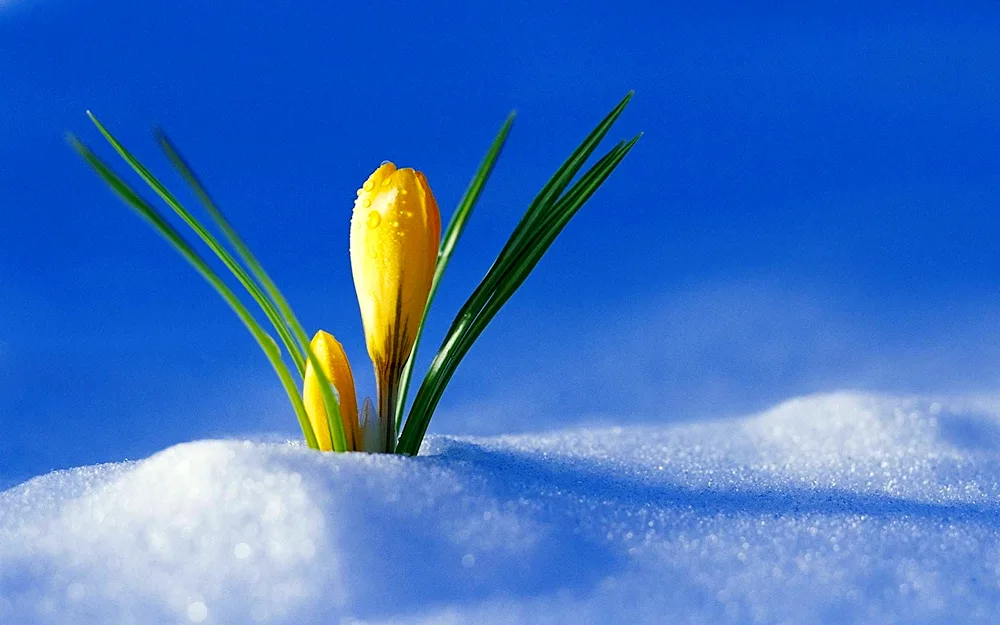 Crocus white first flower