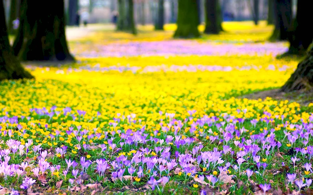 Spring flowers crocuses