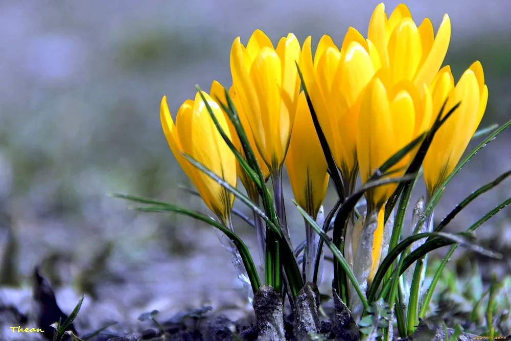 Yellow first flowers crocuses