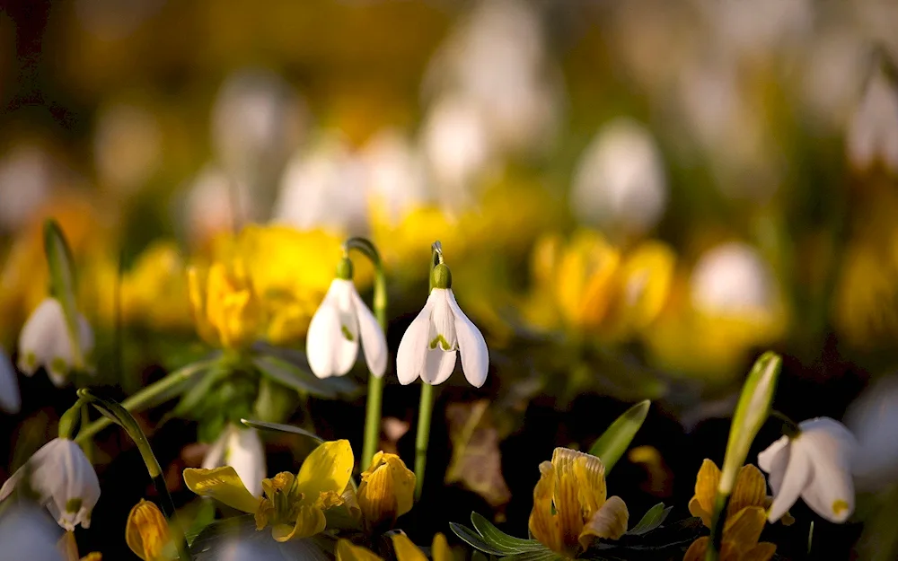 Spring white flower and snowdrops