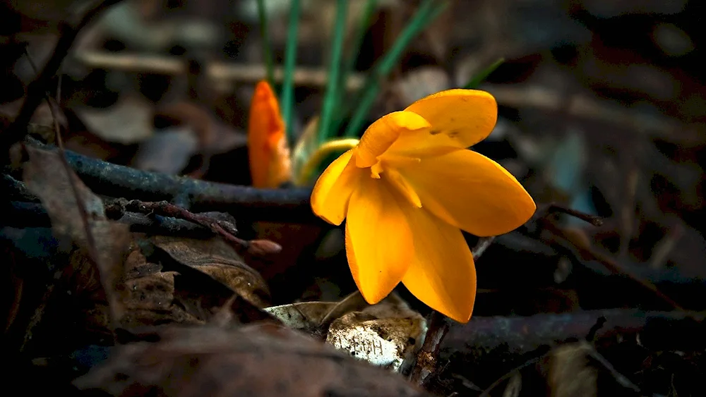 Yellow snowdrops