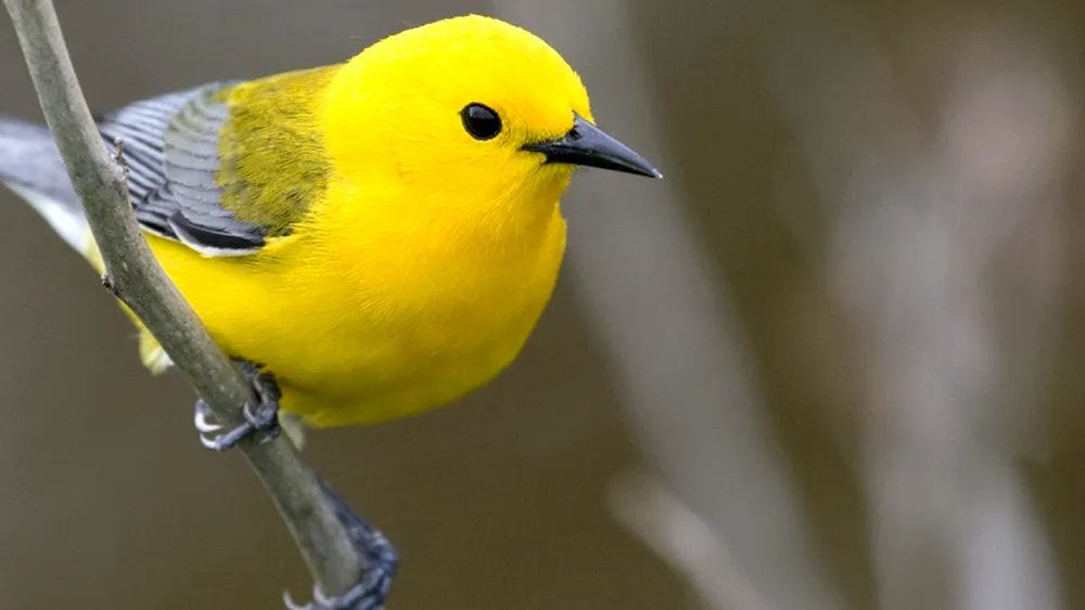 The passerine order Yellow-breasted Warbler