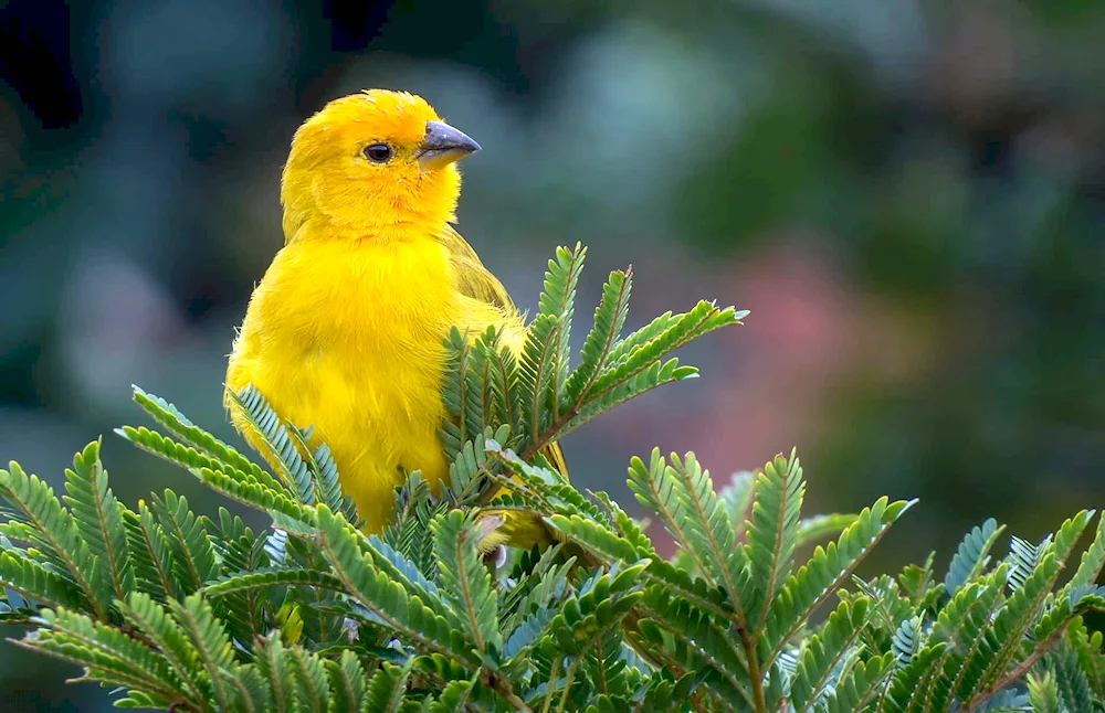 Yellow birds