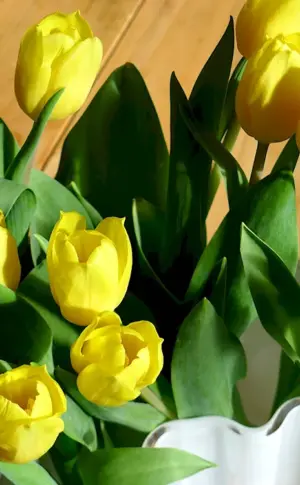 Yellow tulips