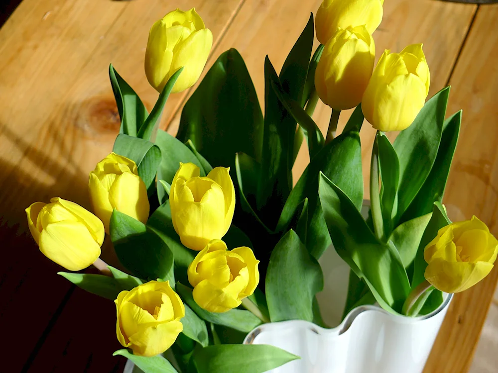 Yellow tulips