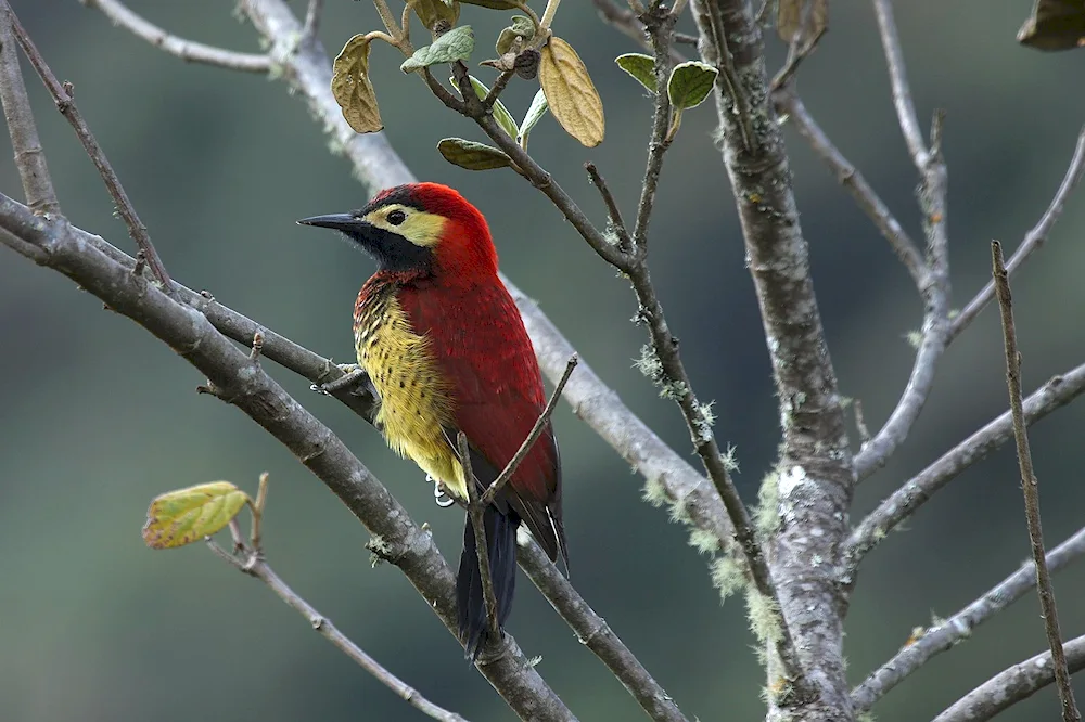 Yellow Woodpecker