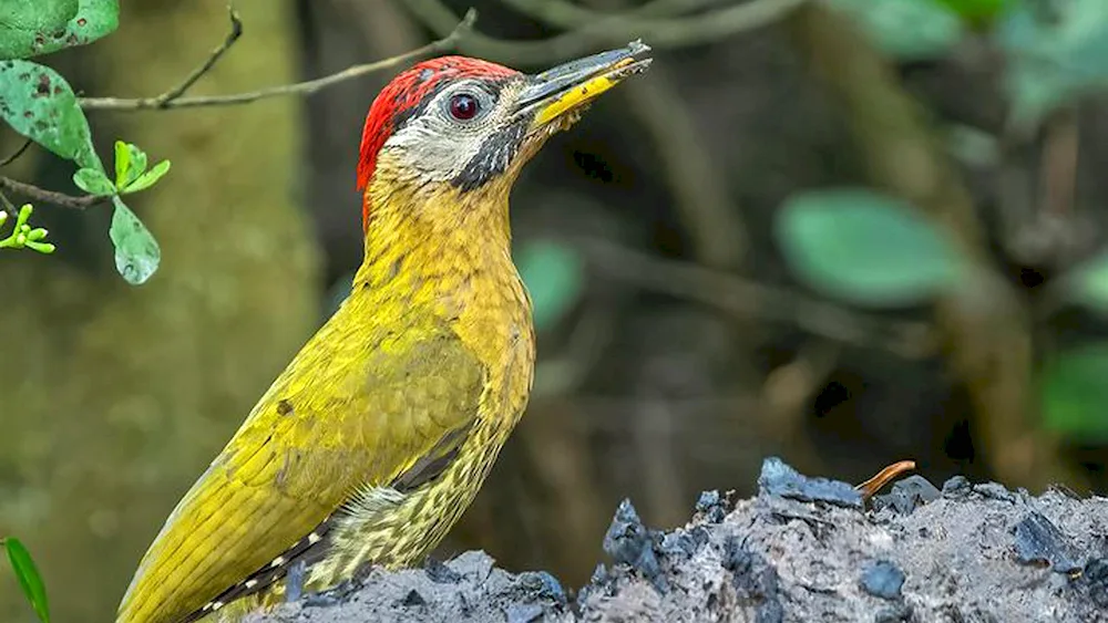 Yellow Woodpecker