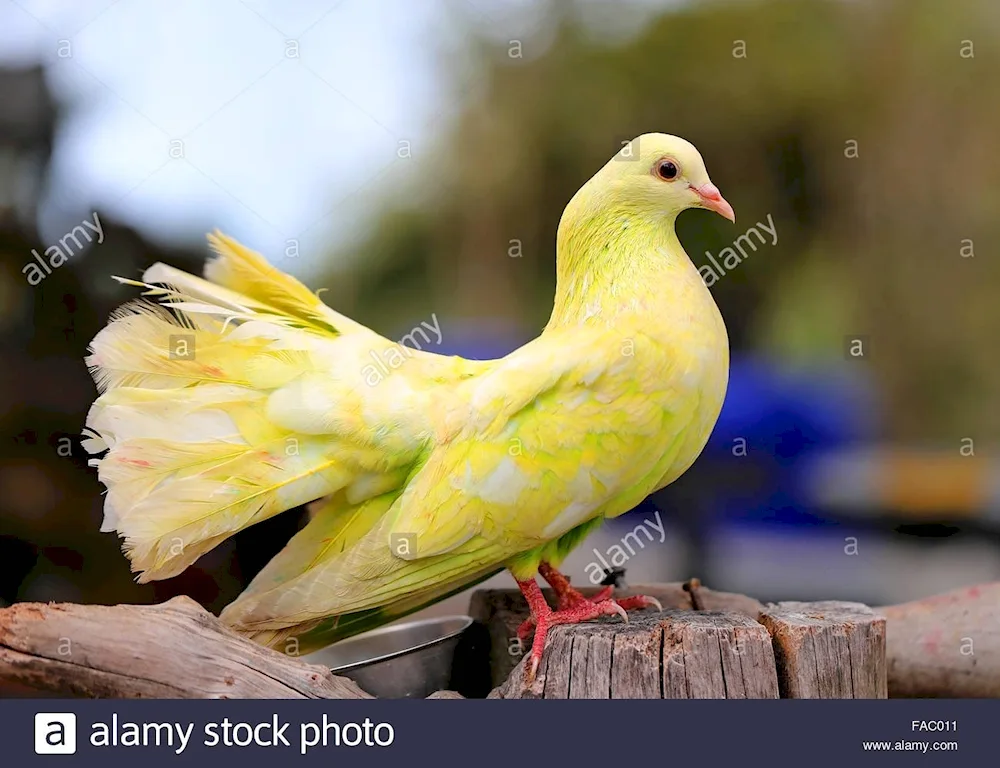 Yellow pigeon