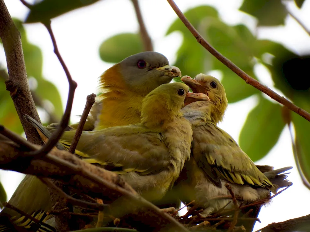 Yellow pigeon